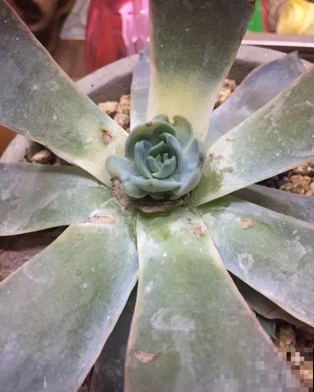 看见这花可别买，忍住，小心被忽悠，花钱买气受！