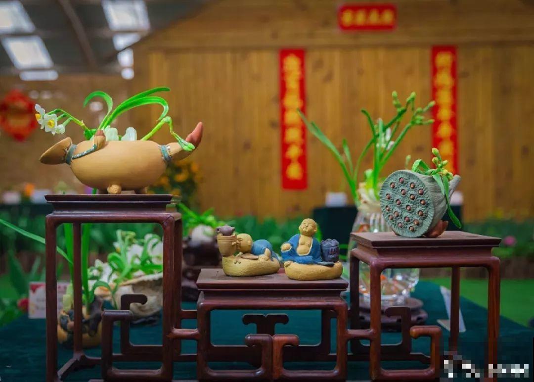 这6种花现在养，一个月后就开花，红红火火过新年！