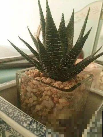 看见这花可别买，忍住，小心被忽悠，花钱买气受！