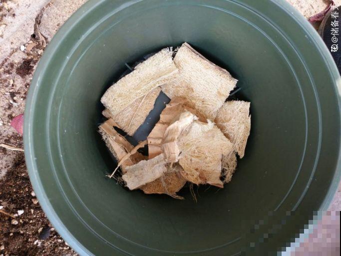 多肉不用盆养，换了这东西，天天浇水都不怕！