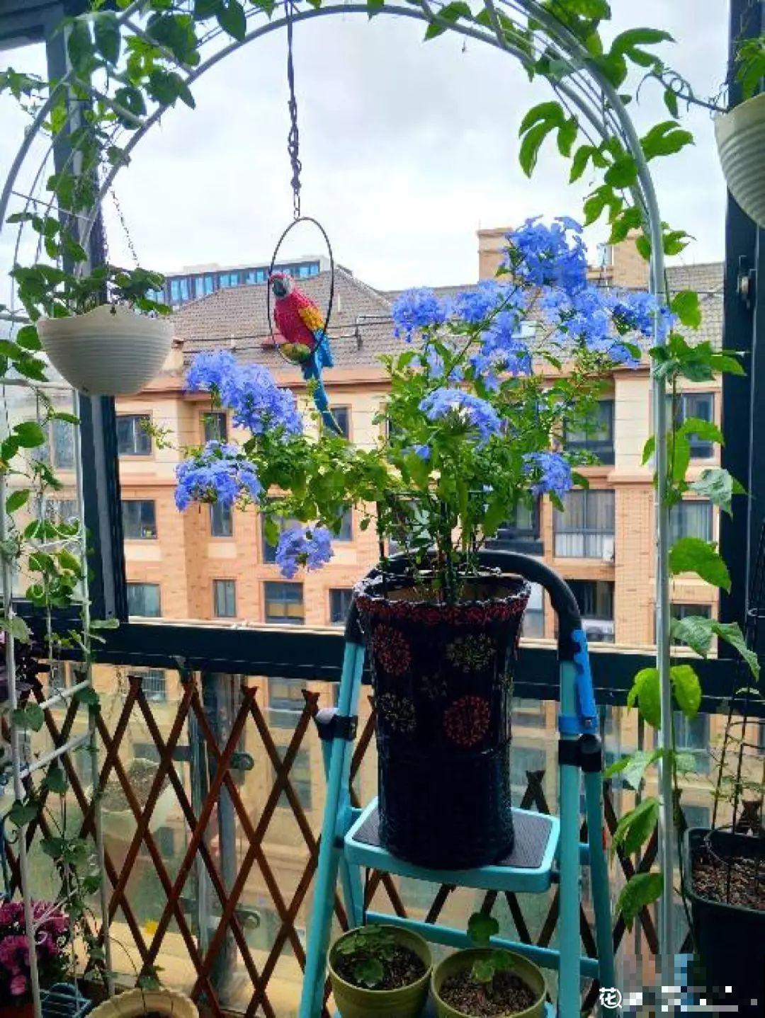 室内养花太难？记住这5点，啥花都能养得好！