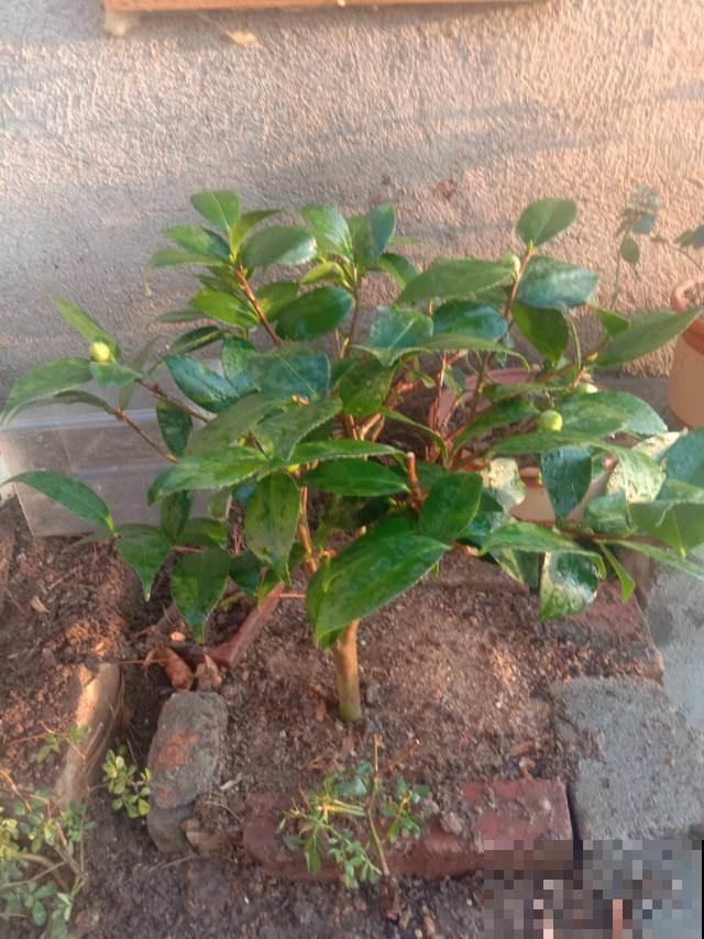 家里这种土不要养花，否则养一棵死一棵，趁冬天空闲赶紧改良！