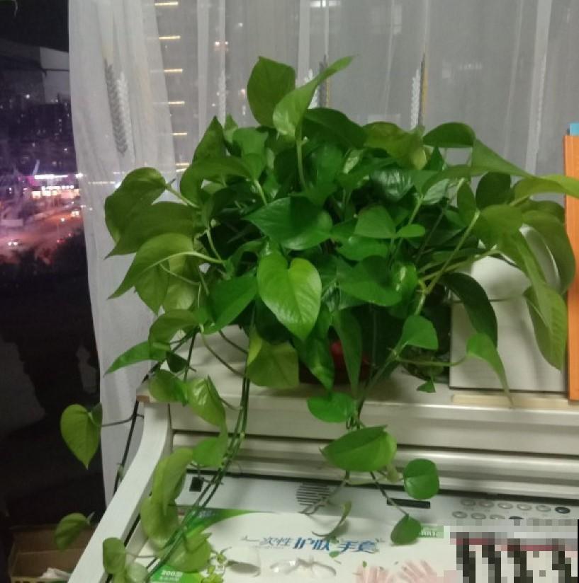 绿萝都不会养？学几招，轻松治好烂根黄叶！