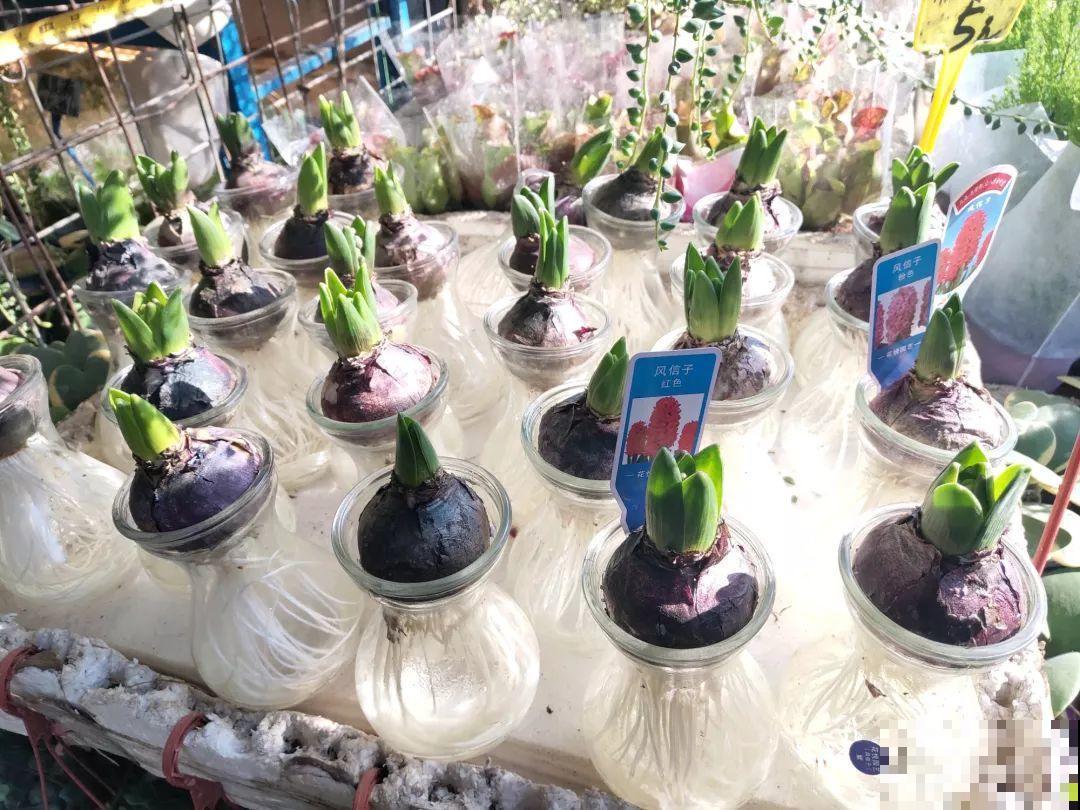 花市有你想象不到的魅力，便宜又好看，过年买回一大堆！