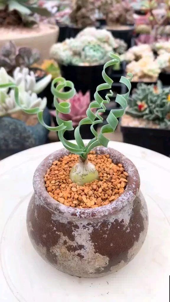这花爱晒太阳，越晒叶子越卷，像弹簧一样超级可爱！