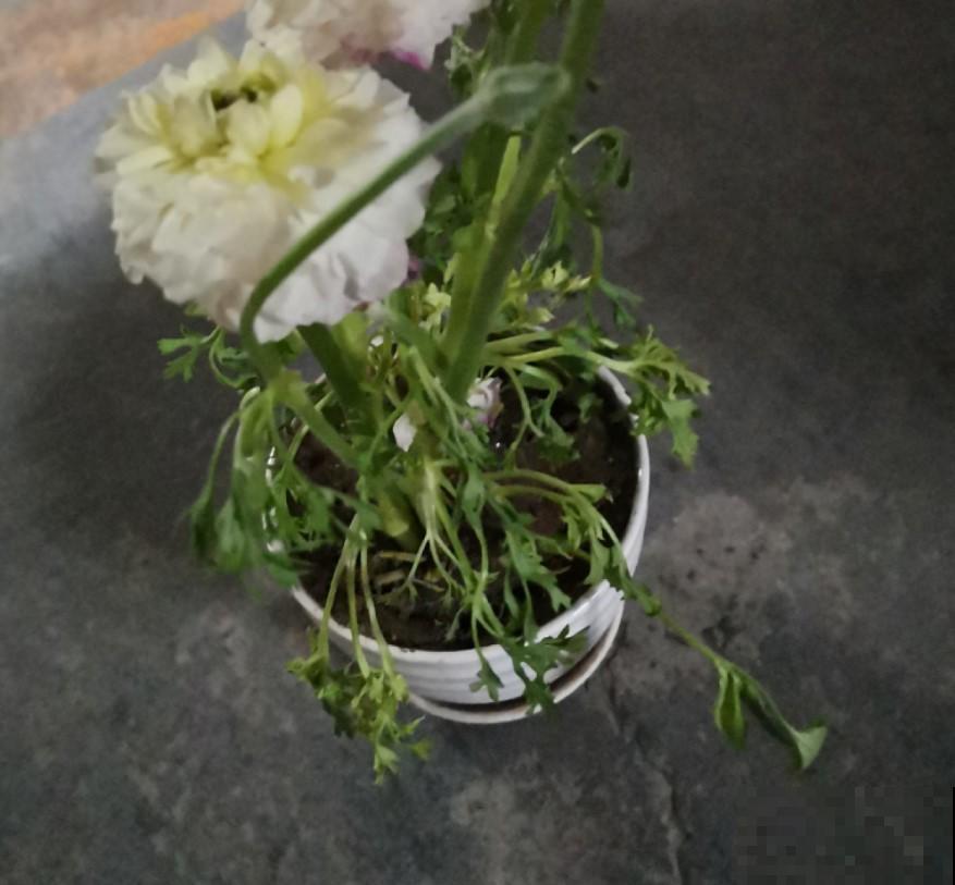 花毛茛叶子软成“烂芹菜”，出现倒伏别扔，还能开花！