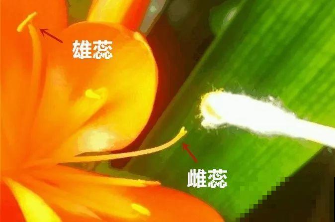 养这花真赚钱，一年能生3麻袋，邻居朋友抢着要！