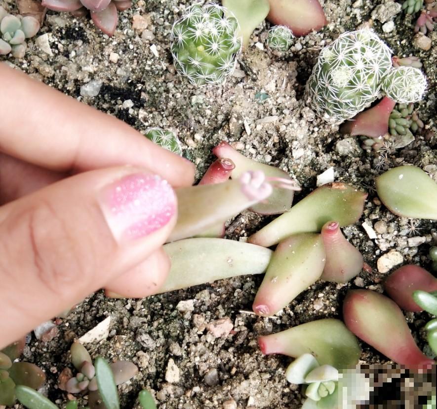 多肉植物叶插用什么土？学一招，多肉长成胖小子！