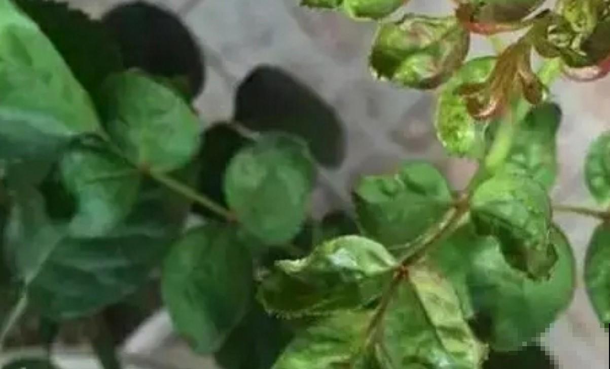月季出现虫害真可怕，认识这几种，赶紧处理掉！