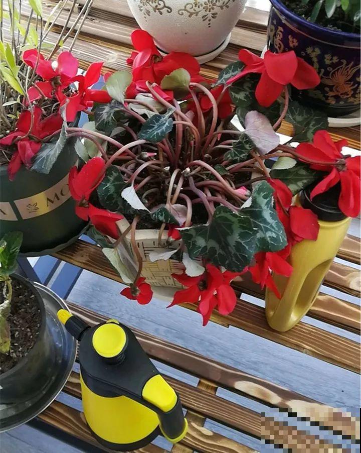 10种花，冬天切记管住手，小心浇完水就掉叶子！