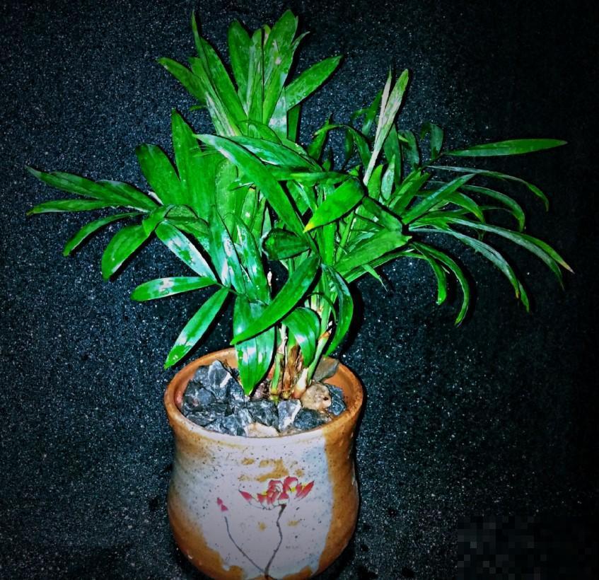 室内稀有的观叶植物，选这3种，别人家绝对没有！