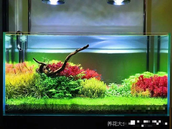 养不活的花丢鱼缸里，沾水立马就疯长，大冬天呼呼长不停！