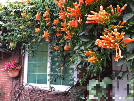 这6种花，最适合养在院子里，一棵就能变花园！