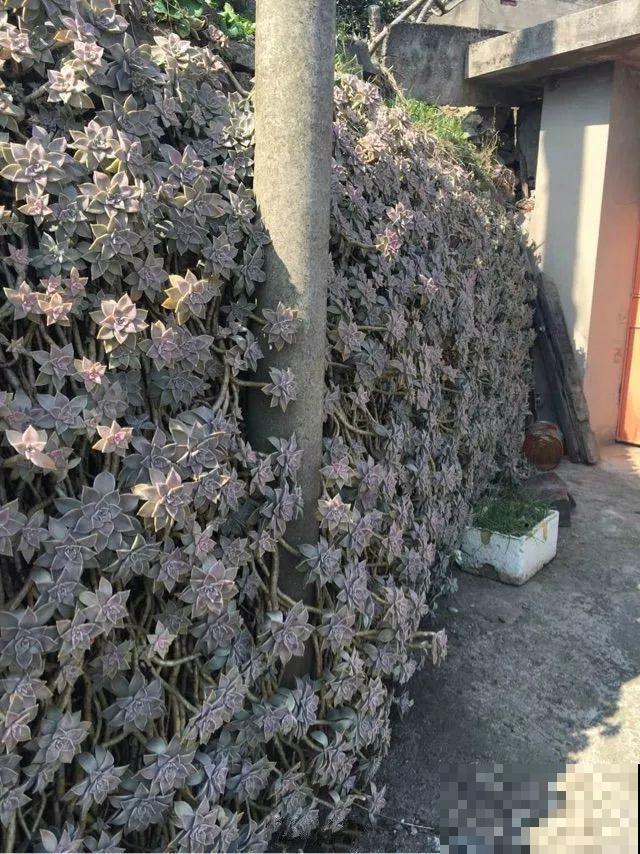 耐阴耐寒的4种花，个个都比绿萝美，还能长成花帘子！