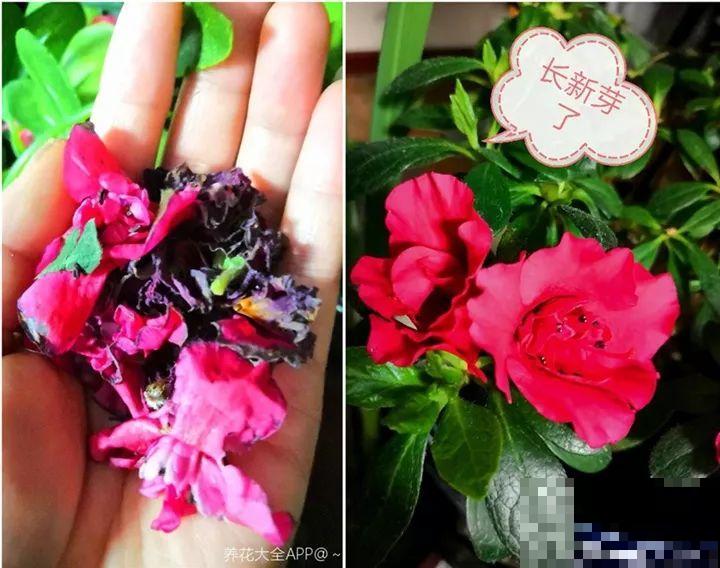 都说这花难养，10年不换盆，年年开花成宝贝！
