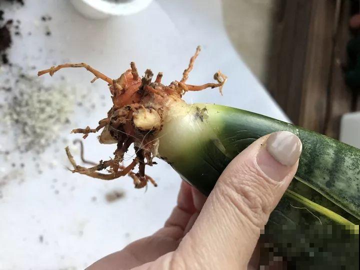 10种花，冬天切记管住手，小心浇完水就掉叶子！
