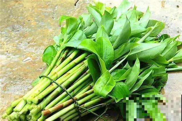 你吃过这种下完雷雨就冒头的野菜吗？身材像竹子，嫩芽又脆又甜！