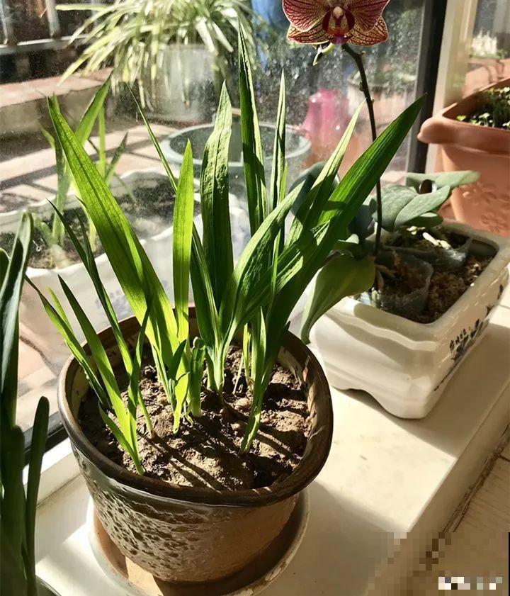 别让这花长太高，小心变成“韭菜”，再也不开花！