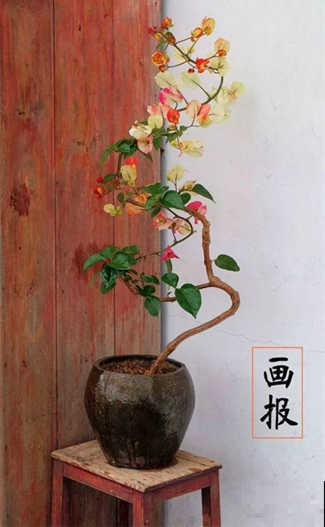 养了5年的三角梅，一长高就砍，终于变成精品老桩！