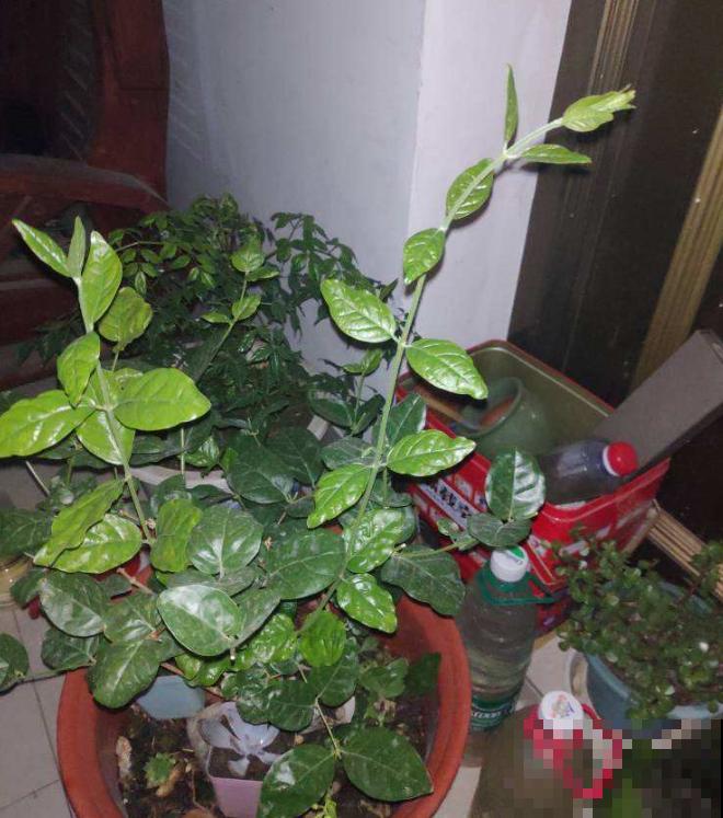 茉莉花冬天这么养，再冷也能继续生长，明年开的花多好几倍！