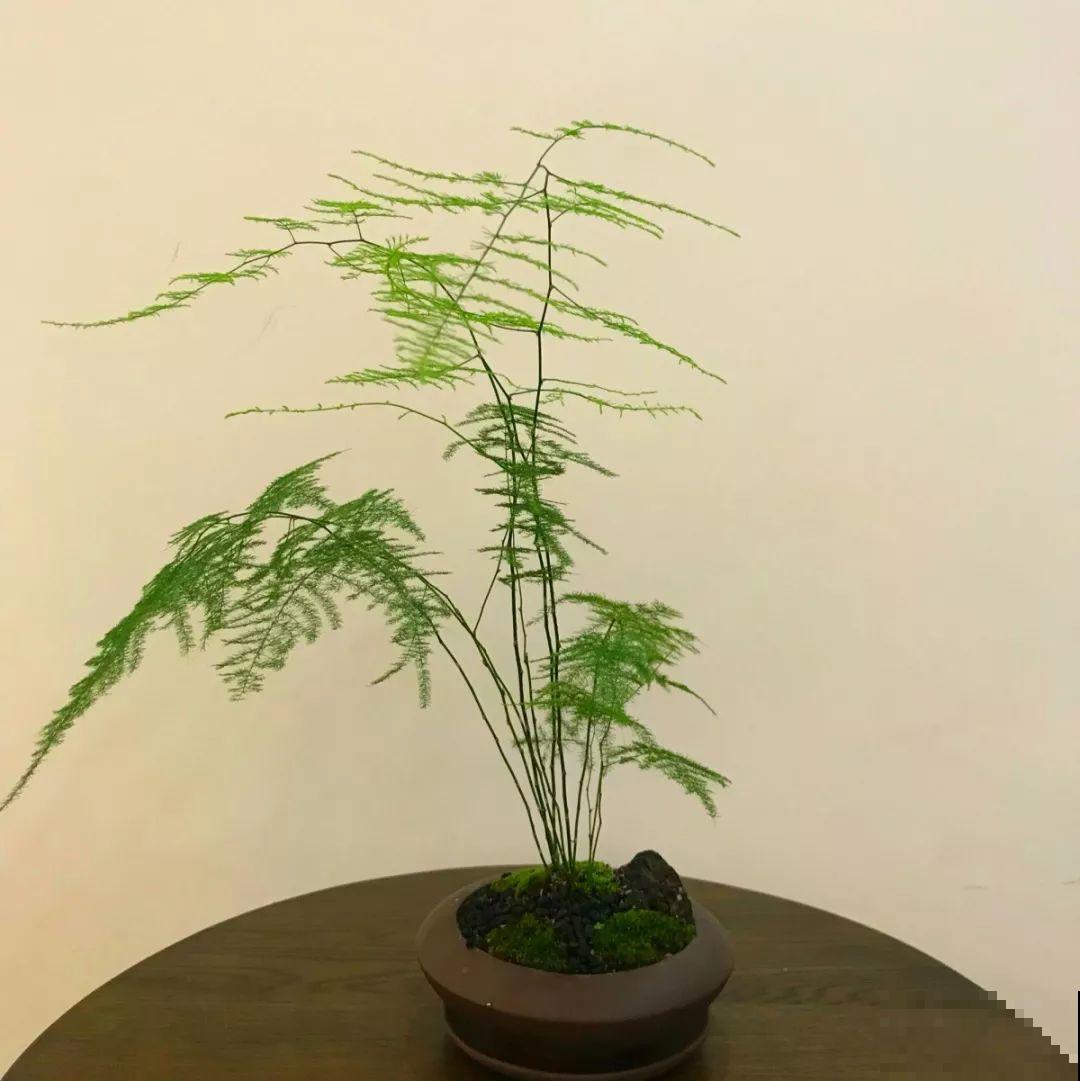 养这花别心软，遇到黄叶狠心剪，越剪长得越快！