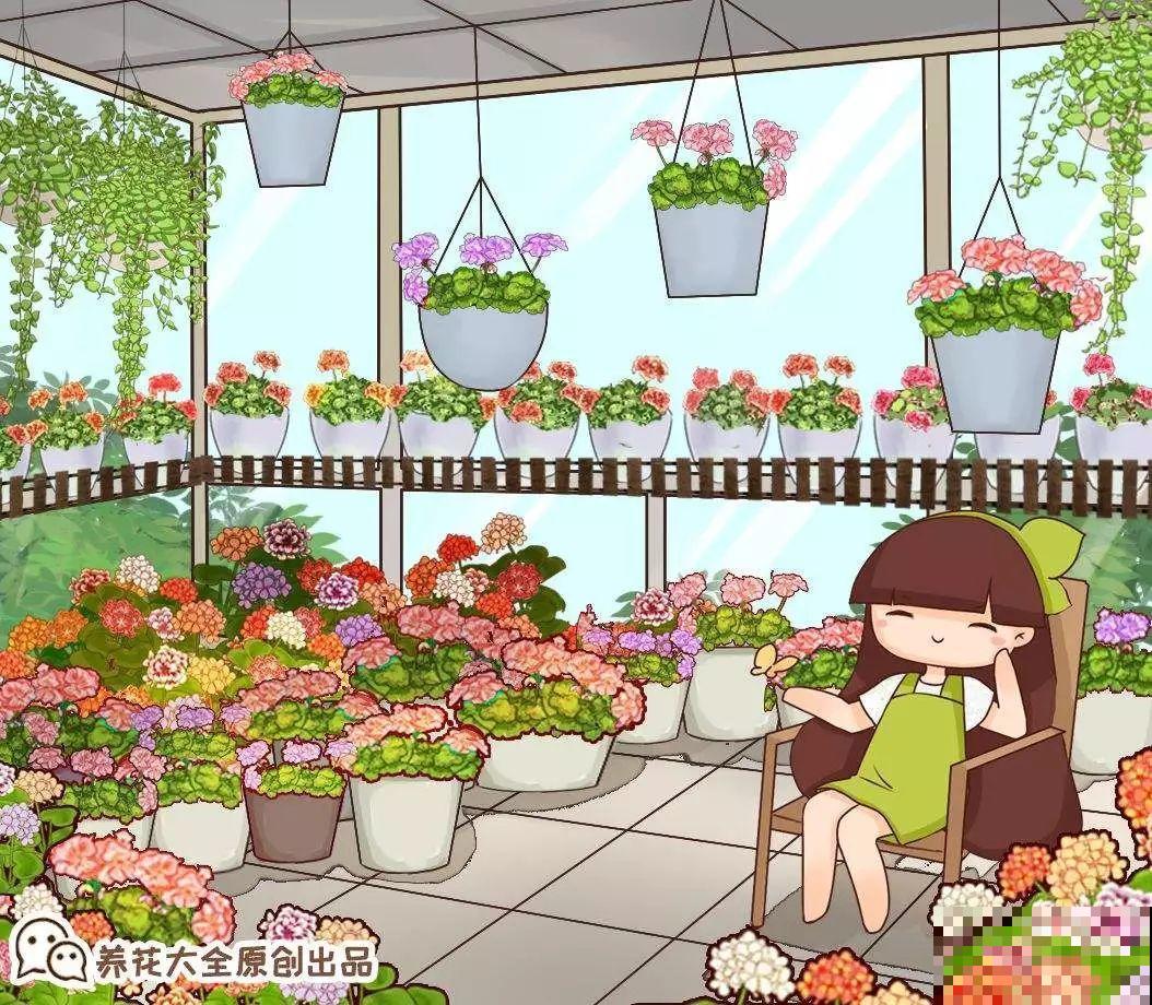 这花冬天冻一冻，开花才会爆满盆，正好赶上过年！