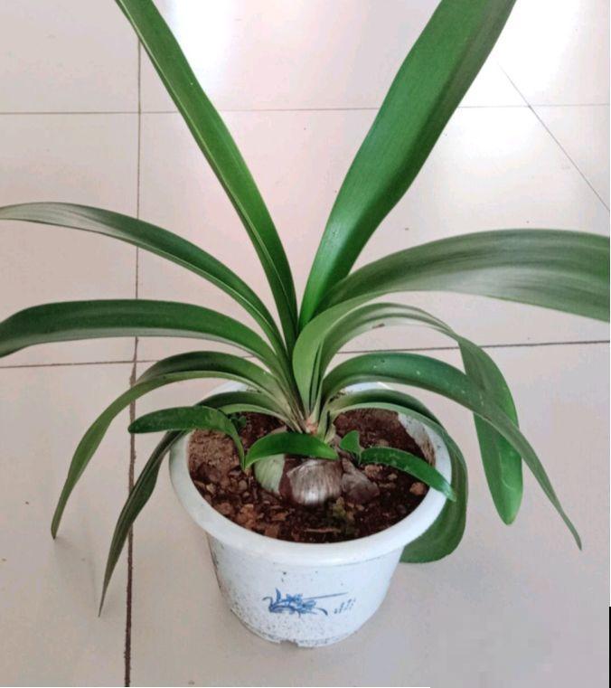 这6种花养好了，家里秒变花海，天天待着都不想出门！