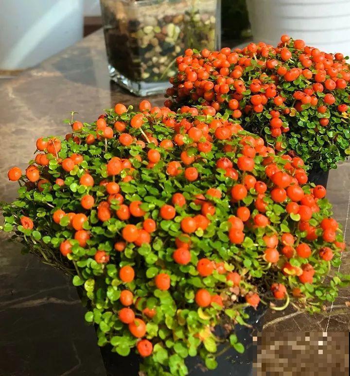 20种花再冷也不怕，过年正好开花，现在养还来得及！