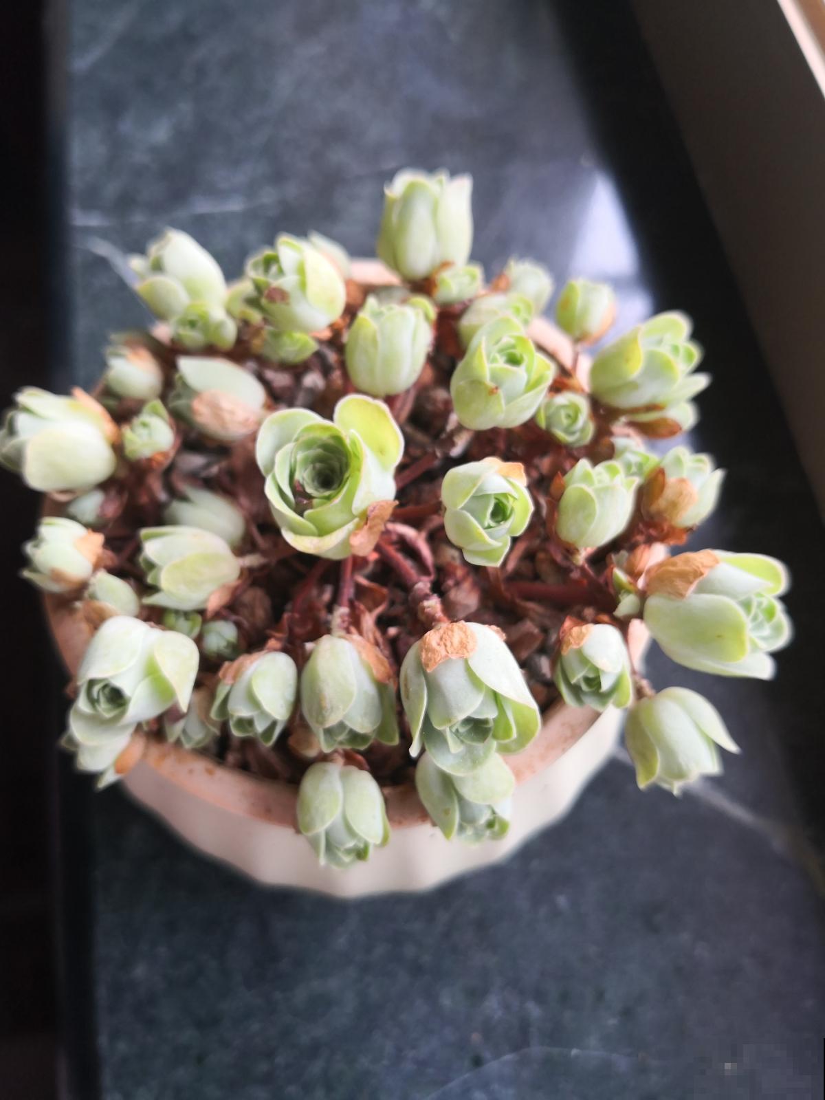 多肉中的“玫瑰花”，养成老桩，比鲜花漂亮100倍