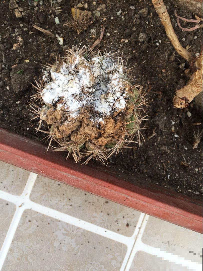 这小粉末看似平常，实际养花少不了，一撮就能养好满阳台的花！