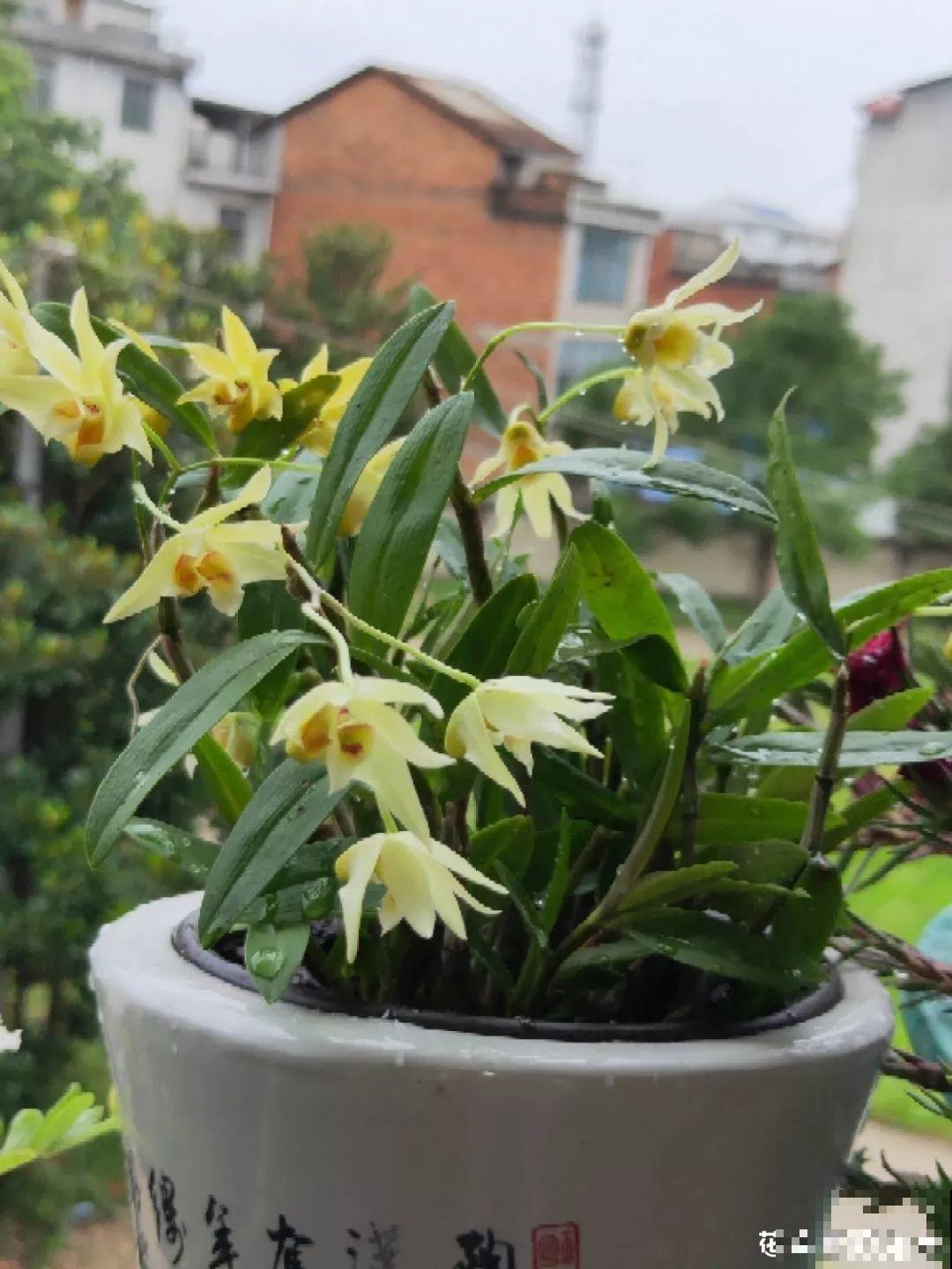 养这花不用土，装进塑料袋喷喷水，叶子绿油油越长越好！