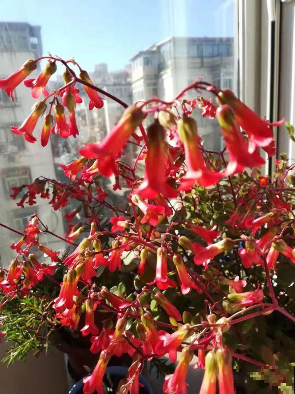 过年养10种花，红红火火一大片，连灯笼都不用挂了！