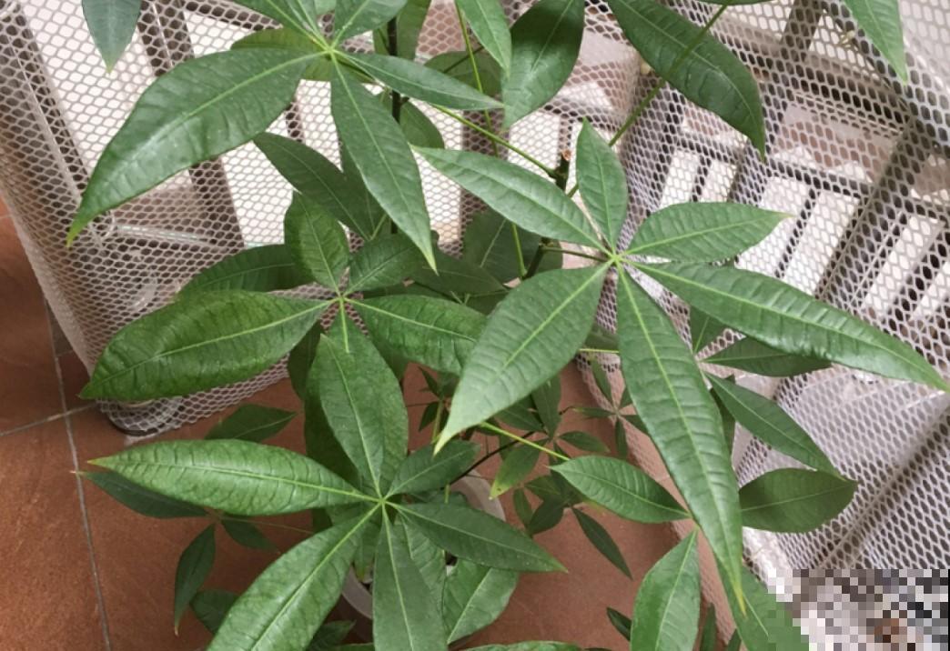 懒人水培植物，就选这3种，轻松又好养！