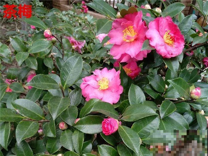 这花想要冬天开，就得狠心剪两刀，满树红花惹人爱！