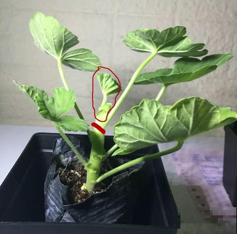 这花冬天冻一冻，开花才会爆满盆，正好赶上过年！