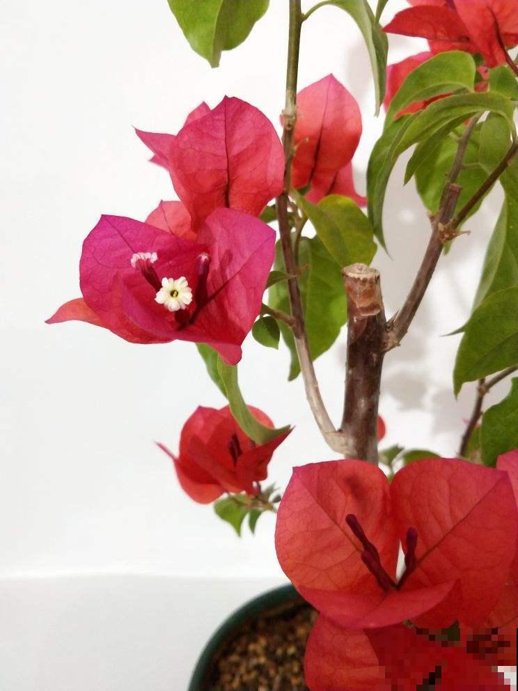 冬天想赏花的，这花一定要养一盆，放在室内就能开爆！