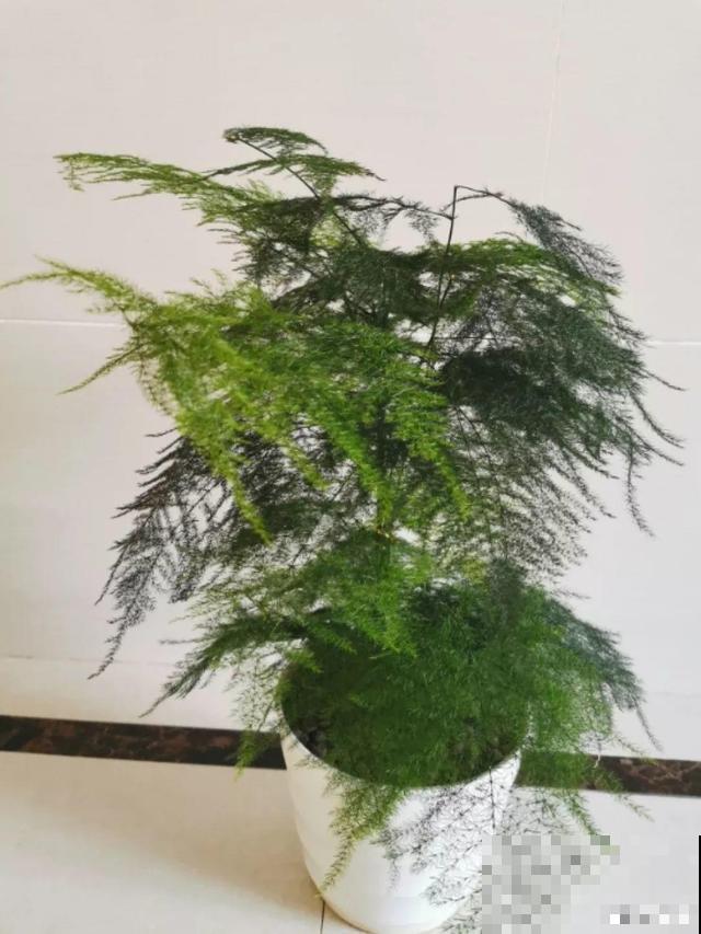 这4种花养在家里，就是一个小型的加湿器，不干不躁真舒服！