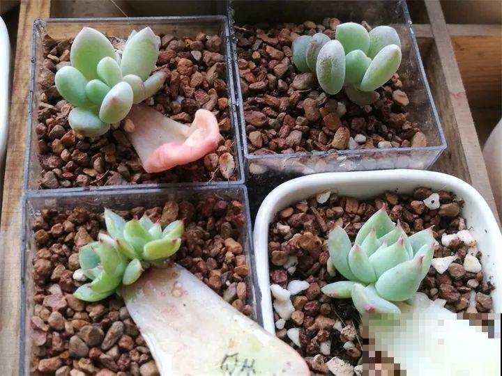 多肉扦插有技巧，这个季节一定选这几种，开春能养好送邻居！