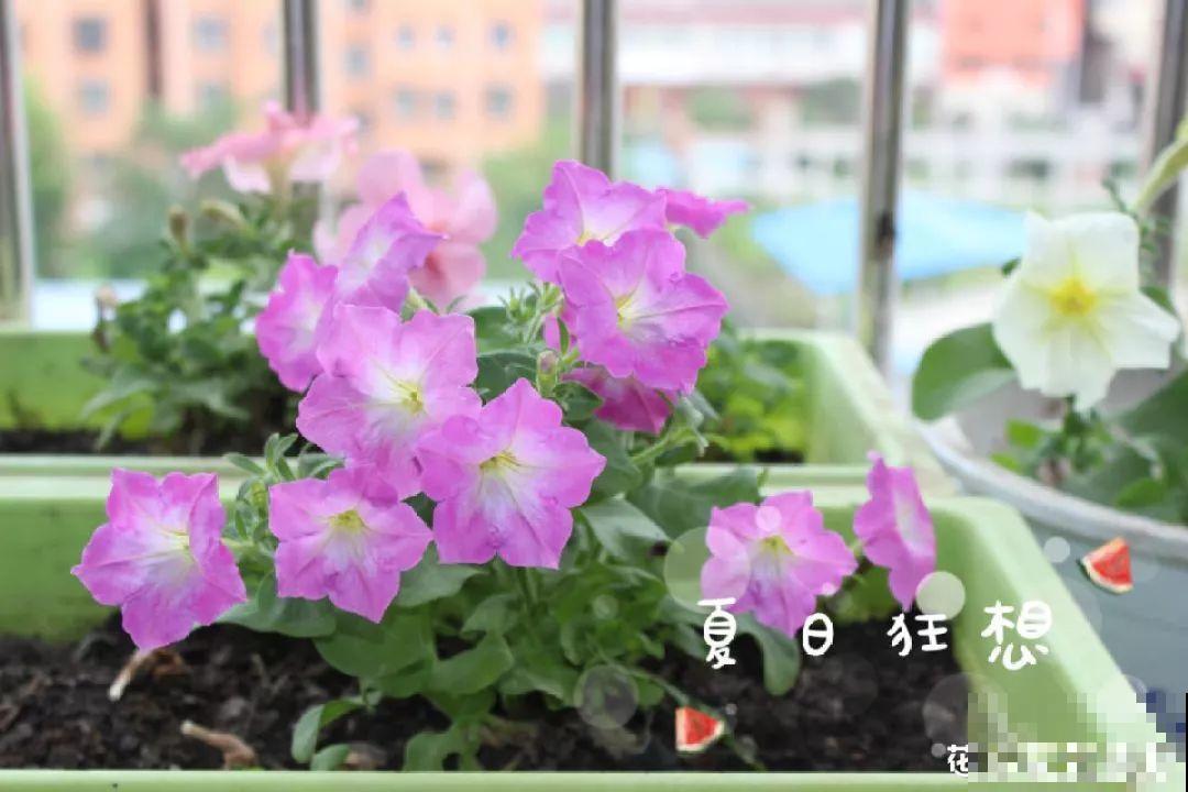 室内养花太难？记住这5点，啥花都能养得好！