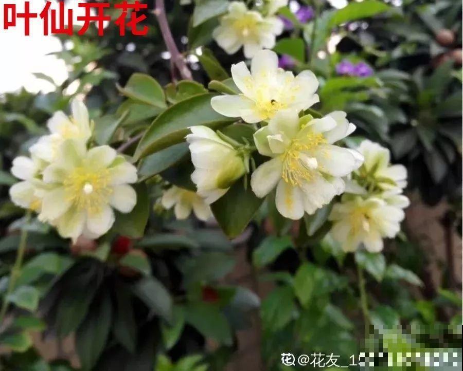 蟹爪兰嫁接技巧，少浇水撒点它，新手也能轻松养生根！