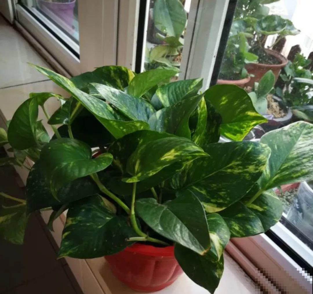 这10种花，天冷了要赶紧断水，冻伤了救都没法救！