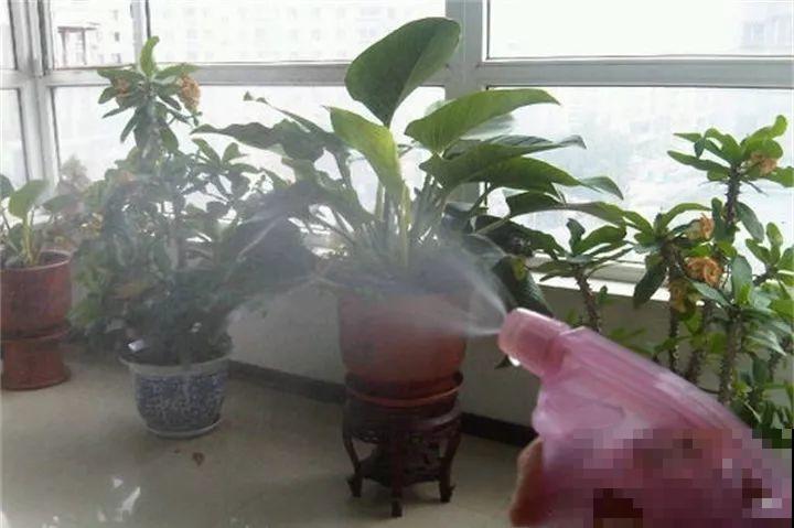 小药片磨成粉，兑水一浇，叶子油亮花开爆！