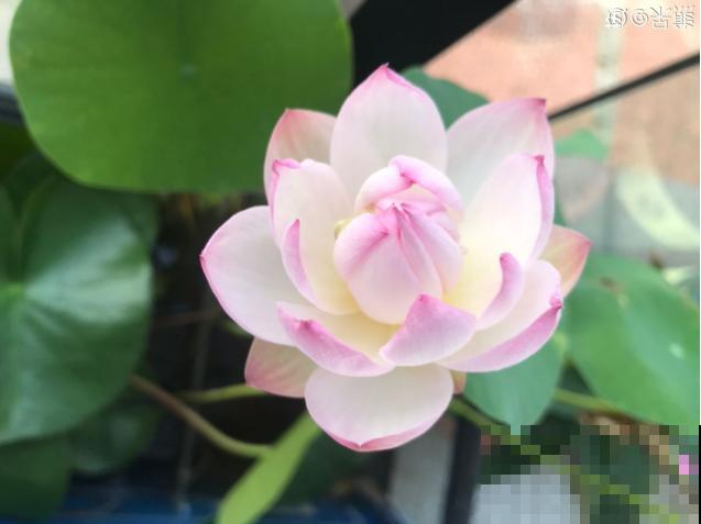 男人爱养这7类花，少有女人会养，为啥？