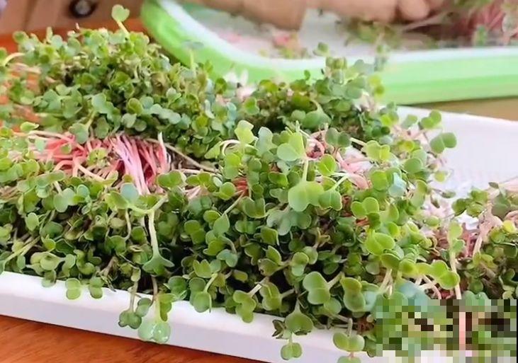 15块的黄金菜，自己在家就能种，成本只要1块钱！