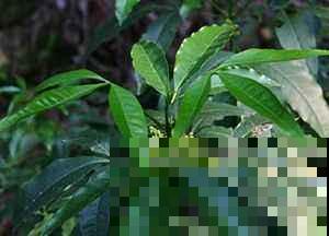 这种植物看似平常，其实能做茶还能做家具，闻着清香扑鼻真喜人！