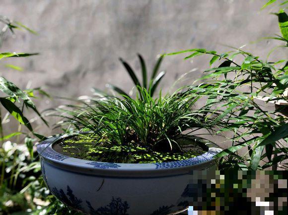 人养花，花也养人，越养你的气质就越好！