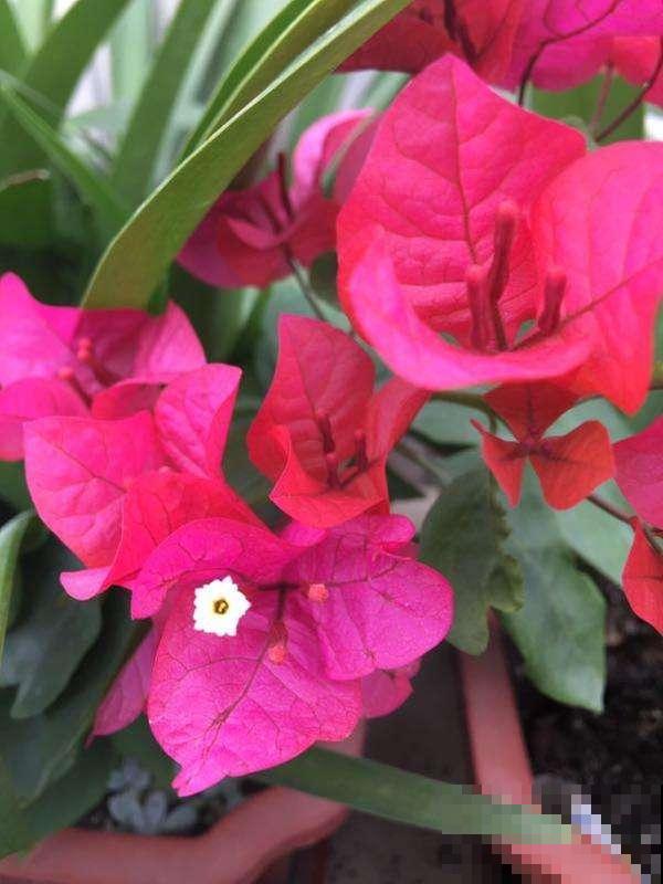 冬天想赏花的，这花一定要养一盆，放在室内就能开爆！