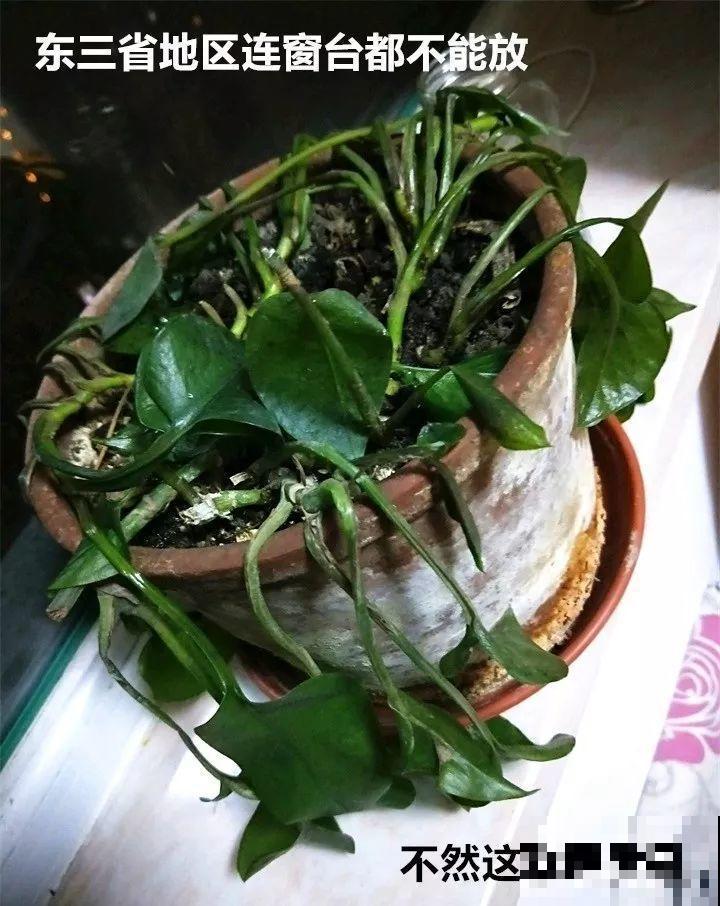 冬天养这4种花，别放窗户边，小心不剩一片好叶子！