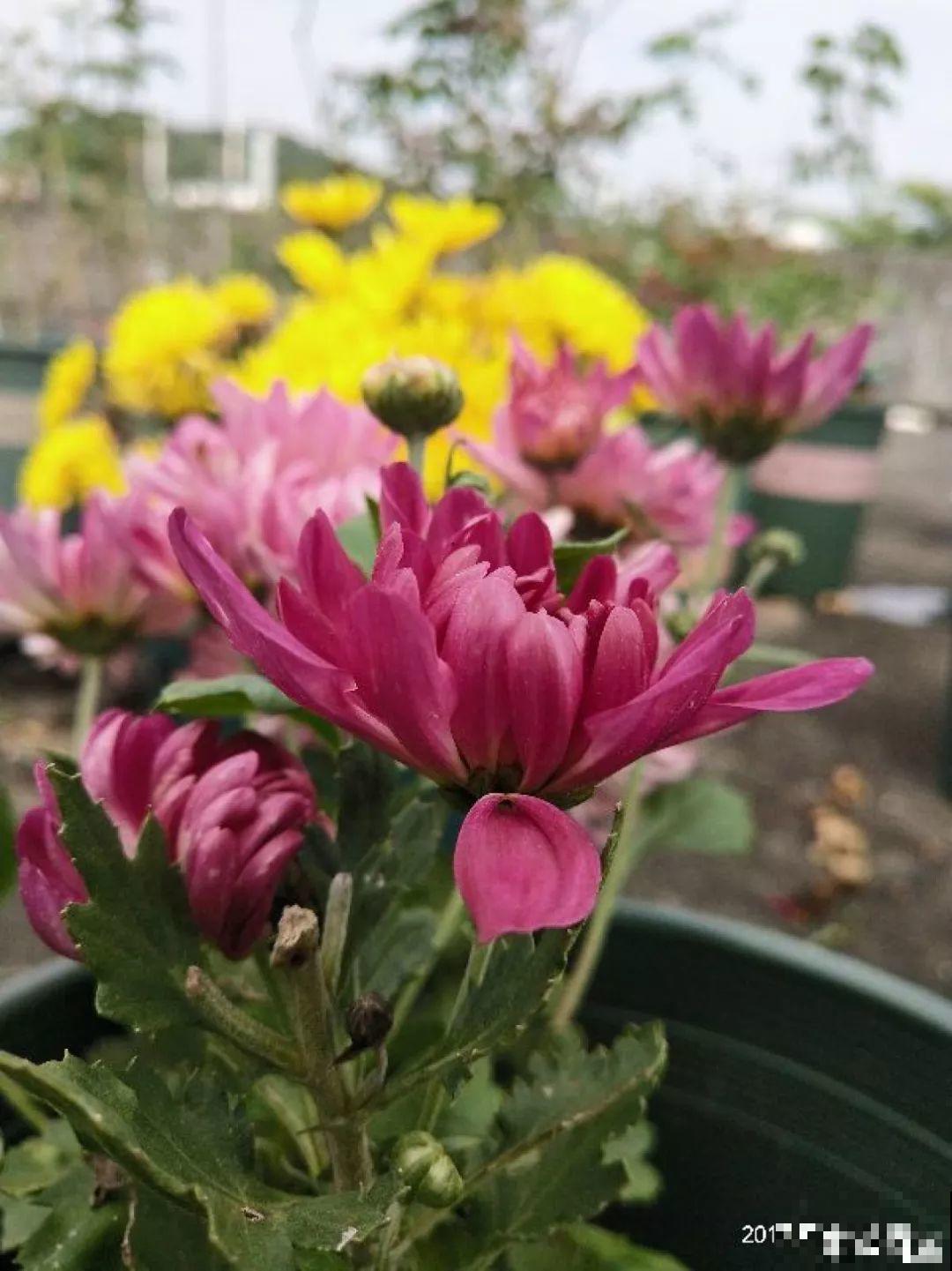 这4种花养在家里，就是一个小型的加湿器，不干不躁真舒服！