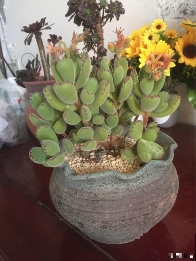 家里养盆它，20年长成小树，毛绒绒特可爱！